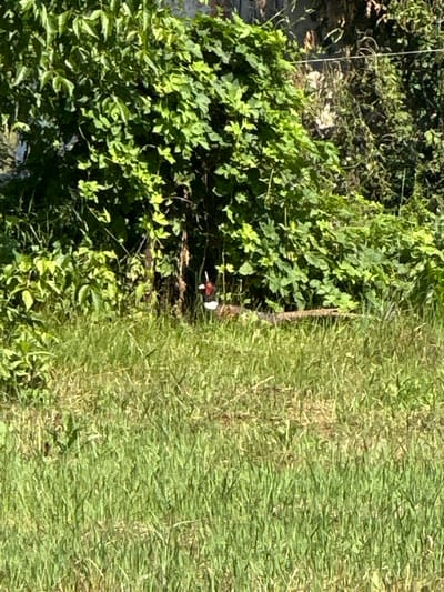 A male pheasant stands in a patch of tall green grass, partially obscured by dense green foliage. The bird is facing to the left, with its head turned towards the viewer, revealing a red-marked eye and dark beak. Its body is mostly brown and white, with a visible white ring around its neck and a long, patterned tail feather extending to the right. The background consists of a thick wall of green leaves and branches, with a hint of a wooden fence or structure visible behind the foliage. The ground is covered in a mix of green and dry grass. The image appears to have been taken in an outdoor, natural setting, possibly in the rural area of Khlypnivka, Ukraine, given the context.