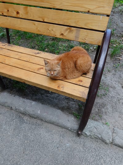 An orange tabby cat rests on a wooden park bench in Bucha, Ukraine. The cat is curled up with its eyes mostly closed, appearing to be napping. The bench is made of light-colored wooden planks and has dark brown metal legs and armrests. The area around the bench is a mix of dirt, grass, and gravel, with a concrete curb visible in the foreground. The overall setting suggests an outdoor public space.
