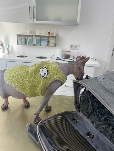 A hairless cat, likely a Sphynx, is the central subject of the image, standing on a light, olive-green examination table. The cat is wearing a fuzzy, yellow-green fleece vest adorned with a cartoon white dog patch on its back. Its head is turned to the right, leaning towards an open grey pet carrier, appearing to sniff or examine its contents. Inside the carrier, dark grey, fluffy bedding is visible.

The setting is a sterile-looking room, strongly resembling a veterinary clinic in Wasserliesch, Germany. The walls are white, and in the background, various medical supplies are neatly organized on shelves and in clear containers. These include syringes, small bottles, and other packaged items common in a medical practice. A stethoscope hangs on a hook, and electrical outlets are visible on the wall. A white cabinet with silver handles is partially visible on the left side of the frame.

The overall scene depicts a pet, possibly at a check-up or appointment, cautiously interacting with its carrier in a medical environment. The indoor lighting suggests a well-lit interior, providing no indication of the time of day or external weather. There is no discernible text visible within the image.