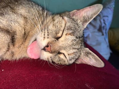 A domestic tabby cat is captured in a close-up, eye-level photograph, sleeping on its right side. The cat's fur exhibits a pattern of brown, black, and tan stripes. Its eyes are closed, and a vibrant pink tongue, textured with papillae, slightly protrudes from its mouth. Numerous white and black whiskers are visible extending from its muzzle. The cat rests on a deep red, textured fabric surface that occupies the lower half of the frame. The background is softly blurred, revealing a teal-colored wall in the upper left section and indistinct light-colored objects on the upper right. The scene is set indoors in Sidi Slimane Moul Al Kifane, Morocco.