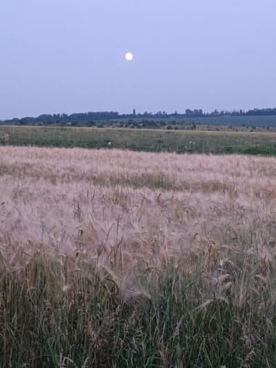 The image shows a field of grain under a pale sky with a full moon visible. The foreground is dominated by tall stalks of grain, which appear to be in the process of ripening, with their heads bent over. The grain is a pale golden color, interspersed with some green stalks and weeds at the very bottom of the frame.

In the middle ground, there is a transition to a field of darker green, possibly a different crop or pasture. Further in the distance, a line of trees forms the horizon, with a few taller structures resembling communication towers or slender trees breaking the treeline. The sky is a soft, even grey-blue, with no clouds. The overall impression is one of a tranquil rural landscape at dusk or dawn. The location, the city of Lozova, Ukraine, is noted but not visually identifiable within the image itself, as the scene is a generic agricultural landscape.