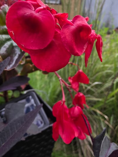 A close-up, eye-level shot focuses on a cluster of vibrant red begonia flowers. The flowers are the main subject, with their petals appearing soft and delicate. Some of the flowers are in full bloom, while others are still developing. In the background, out of focus, is a lush green garden setting with tall grasses and foliage. A dark planter is visible in the lower left portion of the frame, containing some dark-colored leaves and a glimpse of what appears to be an item with blue and white stripes. The overall impression is one of natural beauty and vibrant color. The image does not contain any identifiable people or actions, and no specific location in Kalach-na-Donu, Russia can be inferred from the visual information.