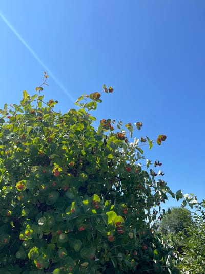 A bright, sunny day is captured in this image, with a clear blue sky dominating the upper portion. A lush green bush with clusters of small, red berries is the main subject, filling the lower and central parts of the frame. The bush's leaves are a vibrant green, some showing hints of yellow or red at the edges, and the berries are scattered throughout, adding pops of color. Sunlight streams down from the upper left, creating bright highlights on the leaves and berries, and casting some shadows within the dense foliage. In the background, out of focus, a few trees are visible, suggesting an outdoor setting, likely in a garden or park. The overall impression is one of natural beauty on a warm, clear day. This scene could be located in the village of Tatar-Kargala, Orenburg Oblast, Russia.