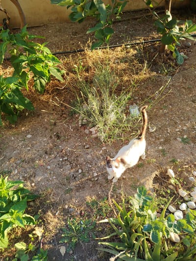 A calico cat with white, brown, and gray markings stands on dusty, pebble-strewn ground in a garden. The cat is looking up towards the camera with its head tilted slightly. Behind the cat, a thin irrigation tube runs across dry grass and low-lying green plants. To the left of the cat, a larger plant with broad green leaves is visible. In the background, a portion of a beige wall and more greenery suggest an outdoor, possibly urban, environment. The lighting indicates it is daytime, with sunlight casting shadows. The scene appears to be in Konyaaltı, Turkey, a district known for its coastal and garden areas.
