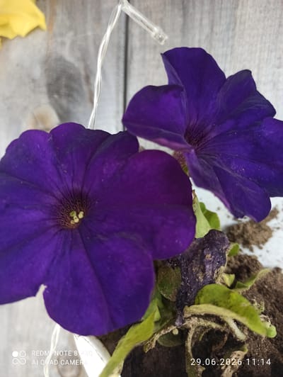 Two purple petunia flowers are in focus, with a hint of a yellow flower in the upper left corner. The flowers are set against a background of weathered wooden planks. A strand of small white lights is draped over the scene. In the lower right corner, a date stamp reads "29.06.2026 11:14" and the text "REDMI NOTE 8 PRO AI QUAD CAMERA". The scene appears to be an outdoor setting, possibly a garden or balcony, in Sovetskiy, Russia.