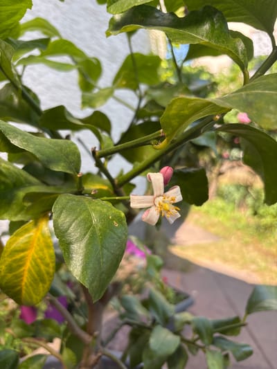 A close-up, outdoor, eye-level shot focuses on a single, delicate, white and pink citrus flower with yellow stamens. The flower is positioned in the lower right quadrant of the frame, surrounded by vibrant green leaves. Several unopened pink flower buds are also visible, clustered around the main bloom and further back in the foliage. The background is softly blurred, revealing hints of green foliage, a light-colored structure, and a pathway illuminated by sunlight. The overall impression is one of a thriving plant, possibly in a garden or balcony setting. The image does not contain any people or explicit indicators of its location in Wörth am Main, Germany.