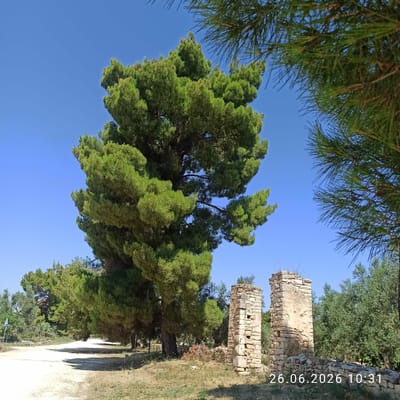 This image depicts an outdoor scene featuring ancient stone ruins and lush greenery under a clear blue sky. The ruins, appearing to be remnants of towers or walls, are constructed from rough-hewn stones, with visible signs of age and weathering. They are partially overgrown with vegetation, suggesting they are in a natural or archaeological setting.
Dominating the foreground and midground are large, mature evergreen trees, likely pine or cypress, with dense, bright green foliage. Their branches extend towards the sky, framing the ruins and the open sky above. The texture of the pine needles is visible in some parts of the image.
The ground appears to be a mixture of dry grass, dirt, and a path or road that runs through the scene, casting distinct shadows, indicating it is daytime. The overall atmosphere is tranquil and natural.
The time stamp "26.06.2026 10:31" is visible vertically on the right side of the image, indicating the date and time the photograph was taken. The location context provided is Terlizzi, Italy, which suggests the ruins might be of historical significance to the region. No people are visible in the image.