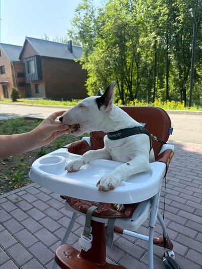 In Morozovo, Russia, a white bull terrier is seated in a brown and white high chair, being fed by a human hand. The dog is white with black markings on its ears and head, wearing a black harness with the text "UNITED PETS" on it. The high chair is positioned on a paved area with interlocking bricks. In the background, there are modern brick houses with dark roofs, green trees, and yellow flowers. The sky is clear and blue. The lighting suggests it is daytime.