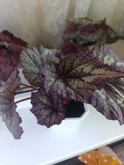 A close-up, overhead shot focuses on the vibrant, textured leaves of a potted plant, likely a Rex begonia, resting on a white surface. The leaves display a striking pattern of deep purple and iridescent green, with a fuzzy texture and serrated edges. The plant is housed in a white, geometric pot. In the background, a sheer curtain creates a soft, diffused light. A sliver of an orange and white polka-dotted fabric is visible in the lower right corner of the frame. The image was taken in Nikopol, Ukraine.