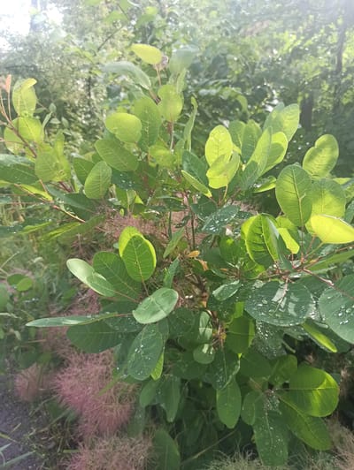 The image shows a close-up of a smoke bush plant, likely in a natural or garden setting. The plant has lush, green oval-shaped leaves, many of which are dotted with small water droplets, suggesting recent rain or dew. The leaves are backlit in some areas, highlighting their vein structure and creating a luminous effect. The plant also features delicate, feathery, pinkish-purple flower plumes, characteristic of the smoke bush. In the background, there is a soft focus of more greenery, indicating other plants or trees. The ground in the lower left appears to be a dark, gravelly surface. The overall impression is one of a vibrant, fresh, and slightly humid outdoor environment. The location is identified as the city of Lativka, Ukraine.