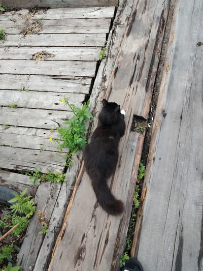 The image shows a black and white cat lying on a wooden walkway. The walkway is made of weathered wooden planks, some of which are cracked and worn. Green plants are growing between the planks and around the edges of the walkway. The cat is facing away from the camera and appears to be resting or playing. One of its paws is extended and touching a small white object, possibly a piece of debris or another cat's paw. The lighting suggests it is daytime. The setting appears to be outdoors, possibly in a rural or overgrown area, given the presence of plants and the rustic wooden structure. The image is taken from a top-down perspective, giving a clear view of the cat and its surroundings. There is no visible text in the image.