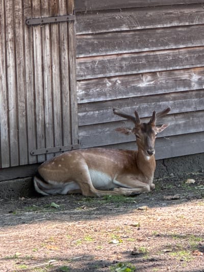 A young fallow deer, identified by its spotted coat and small antlers, is resting on the ground. The deer is lying down, facing towards the right of the frame, with its head slightly turned to look at the viewer. Its fur is a mix of light brown and white, with distinct spots across its body. The deer is positioned in front of a rustic wooden structure, possibly part of an enclosure or barn. The wooden structure has horizontal planks on the right side and vertical planks on the left, with a metal hinge visible on the vertical section. The ground is covered with dirt, dry leaves, and sparse grass, suggesting an outdoor, possibly rural or zoo, setting. The lighting indicates it is daytime, with shadows cast on the ground. The location is the Wildpark in Gronau, Germany.