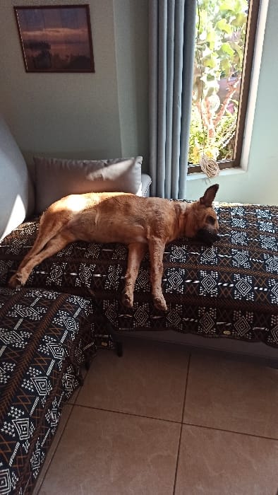 A dog is stretched out on a patterned couch, resting against its vertical surface. The dog is tan with dark ears and muzzle, appearing relaxed or asleep. To the left, a pillow rests on a light-colored cushion, in front of a wall with a picture frame. A window with partially drawn blinds is visible. Adjacent to the couch is a tiled wall, suggesting an indoor setting with a mix of textures and patterns.