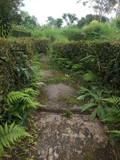 The image captures a winding, concrete pathway through a lush, overgrown garden or natural area in Nghĩa Đồng Commune, Vietnam. The path, showing signs of age with moss and dirt, consists of several uneven steps or slabs leading uphill and curving out of view.
On both sides of the path, dense, waist-high hedges, likely made of tea plants or similar shrubs, form green walls. These hedges appear somewhat untended, with a mix of vibrant green and some brownish, drier leaves. Abundant green ferns with distinct fronds grow vigorously along the edges of the path and within the hedges, adding to the verdant atmosphere. Taller grasses and wild plants are visible behind the hedges, particularly towards the background and upper right, where they blend into a backdrop of various trees, suggesting a broader forested landscape.
The lighting appears soft and diffused, indicating an overcast day or possibly early morning/late afternoon. There are no people or animals visible, giving the scene a tranquil and undisturbed quality. The overall impression is one of natural beauty reclaiming a man-made structure, evoking a sense of peaceful serenity and perhaps a hint of forgotten charm. There is no visible text in the image.