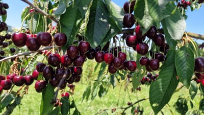 The image shows a close-up view of a cherry tree laden with ripe, dark red cherries. The cherries are hanging in clusters from branches, with green leaves and thin stems visible. The background is blurred, showing more greenery and a bright blue sky, suggesting an outdoor setting. The scene is well-lit, with natural sunlight illuminating the fruit. The location is identified as Detmold, Germany.