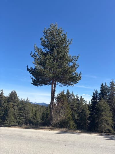 The image displays a clear daytime scene near Borino, Bulgaria, featuring a prominent conifer tree in the mid-ground. The sky is a deep, clear blue with minimal, wispy white cloud formations near the horizon on the right. A tall evergreen tree, identified as a conifer, stands centrally, its dark green foliage dominating the upper half of the frame. The tree's trunk appears to split into two distinct stems originating from a common base. Behind and to the sides of this central tree, a dense forest of similar dark green coniferous trees extends across the entire midground and into the background. In the distant background, visible through a break in the forest on the left, are mountain peaks with visible patches of snow. The foreground consists of a light grey, paved road surface, indicating an asphalt or similar material. Between the road and the forest line is a narrow strip of ground covered with dry, light brown soil and sparse, low-lying vegetation. No individuals or man-made objects other than the road and distant natural features are present.