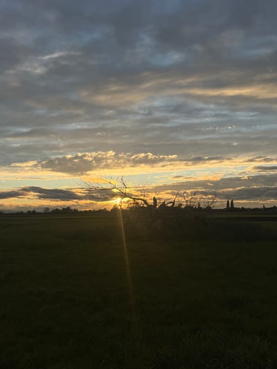 The image captures a rural landscape at either sunrise or sunset, viewed from an agricultural field near Hœrdt, France. The foreground comprises a dark, low-cut grassy field, occupying approximately the lower third of the frame. In the mid-ground, a silhouetted, bare deciduous tree with sparse branches is centrally positioned, largely obscuring the sun. The sun, a bright golden-orange orb, is partially hidden behind the tree and low-lying clouds, emitting a distinct diagonal sunbeam extending downwards to the lower-left portion of the field.

The sky occupies the upper two-thirds of the image, filled with layered stratocumulus and altocumulus clouds. These clouds are illuminated from below, displaying colors ranging from brilliant gold and orange directly above the horizon to softer yellows, blues, and grays at higher altitudes. On the distant right horizon, the silhouette of a town is visible, characterized by two prominent spires, indicative of church steeples, against the glowing sky. A faint, dark line of distant vegetation stretches across the horizon to the left. No individuals, animals, or explicit actions are present within the frame.