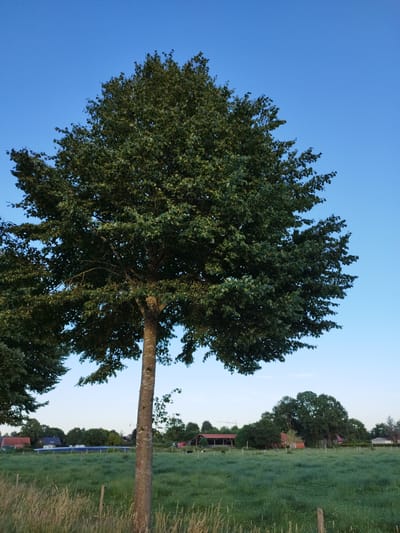 The image depicts a pastoral landscape under a clear blue sky. In the foreground, a large, leafy tree with a rough, gray trunk stands prominently, its branches spreading wide. To the left, the canopy of another, darker tree is visible, partially obscuring the sky.
Beyond the trees, a grassy field stretches out, dotted with faint dew or moisture. A series of wooden fence posts run through the field. In the middle ground, several rural buildings are scattered across the landscape. These appear to be residential homes or farm structures, characterized by red-tiled roofs and various architectural styles. Some of the buildings are situated amongst clusters of trees.
In the far distance, more trees form a natural horizon line. The overall impression is one of a serene countryside scene, typical of the rural outskirts of Schiffdorf, Germany. No people or animals are clearly visible in the image. The lighting suggests it is either early morning or late evening, given the soft, diffused light and the clear sky.