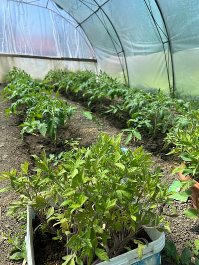 The image depicts a row of young tomato plants inside a tunnel greenhouse. The greenhouse structure consists of a metal frame covered with translucent plastic sheeting. The plants are grown in soil, and some appear to be in a bucket. The focus is on the plants nearest to the viewer, revealing green foliage. The image seems to be taken from a low angle, providing a view along the length of the greenhouse. The location is identified as Praventsi, Bulgaria.