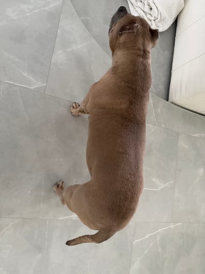The image shows a tan American Bully dog standing on a light gray tiled floor. The dog is positioned in the center of the frame, viewed from above and slightly to the side, with its head pointing towards the upper left and its tail towards the lower right. The dog's ears are cropped. In the background, a white sofa and a white folded blanket are partially visible. The location is presumed to be indoors in Davie, Florida based on location request and other details visible in the image.
