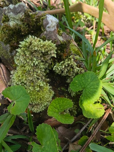 A weathered tree stump is thickly covered in moss. There are two different types of moss, with one being a lighter green and bushier than the other. Several green, heart-shaped leaves grow around the base of the stump, interspersed with blades of grass. The leaves are partly damaged, with visible holes. The scene is bathed in natural sunlight, highlighting the varied textures of the moss and vegetation.