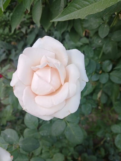 A close-up, high-angle shot features a single, light-peach colored rose in full bloom, its petals unfurling in soft layers. The rose is positioned centrally, dominating the frame. The background is a blur of dark green foliage, with some lighter green leaves from the rose bush and other plants visible. The lighting is soft and diffused, suggesting an outdoor setting, possibly a garden or park. There is no indication of any urban environment or specific landmarks that would place it in Коктал, Kazakhstan. The image is devoid of people or any specific activity.