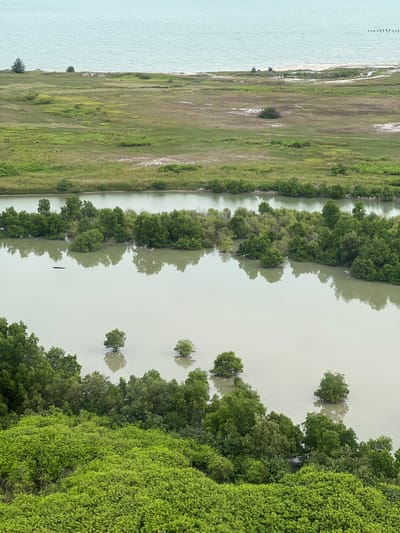 The image is an aerial view of a coastal mangrove forest in Malacca City, Malaysia. In the foreground, dense, bright green foliage forms a thick carpet. Behind this, a body of calm, milky-green water is visible, with several trees emerging from it, their reflections clearly visible. Further back, a line of darker green mangrove trees borders the water. Beyond this, a stretch of dry, grassy land with patches of bare earth and scattered scrubby vegetation extends towards the sea. The sea itself is a muted turquoise color, with a sandy shoreline and a few distant dark objects, possibly buoys or small structures. The sky is overcast, contributing to the soft, diffused lighting of the scene.