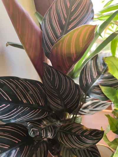This close-up, eye-level shot focuses on the striking foliage of a prayer plant, likely a Calathea ornata, in Chinabad, Uzbekistan. The leaves are the primary subjects, showcasing their dark green base adorned with delicate, feather-like pink stripes. Some leaves exhibit a reddish underside, a characteristic of many Calathea varieties, which creates a beautiful contrast with the upper surface. The lighting suggests it's daytime, with natural light illuminating the leaves from the side and behind, highlighting their textures and vibrant colors.
The plant appears to be indoors, possibly near a window, as evidenced by the soft, diffused light and a light-colored wall in the background. The presence of other green plants, slightly out of focus, hints at a collection of houseplants. The overall mood is serene and natural, emphasizing the beauty and intricate patterns of the plant. There are no people visible, and no specific activity or event is taking place beyond the plant's natural growth. No text is visible in the image. The setting of Chinabad, Uzbekistan, provides a geographical context for the image, suggesting the plant is thriving in this region.