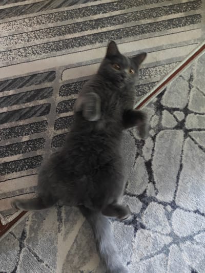 A grey cat is lying on its back on a patterned rug. The rug has stripes of grey and white. The cat's paws are in the air, and its body is slightly blurred, indicating movement. The cat's eyes are open and looking towards the camera. The scene is indoors, likely in a residential setting in the city of Türkmenabat, Turkmenistan.