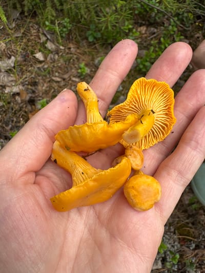 A person's open palm, with several bright orange chanterelle mushrooms, is held up against a background of forest floor vegetation. The mushrooms are the primary focus, with their distinct wavy caps and ribbed undersides visible. The skin of the hand appears fair and is wrinkled. The background consists of dry pine needles, moss, and low-lying green plants, characteristic of a forest environment. No urban or city elements are discernible.