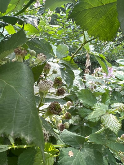 The image shows a close-up view of blackberry plants with developing fruit and flowers. The plants are in a natural setting with lush green foliage and sunlight filtering through the leaves. There are no people or animals visible in the image. The scene appears to be outdoors, possibly in a garden or a wild area. The focus is on the intricate details of the plant, including the thorny stems, textured leaves, and small, delicate flowers and fruit. The overall impression is one of natural growth and the early stages of fruit development. The location in Koklaisai, Kazakhstan, is not discernible from the visual information provided in the image.