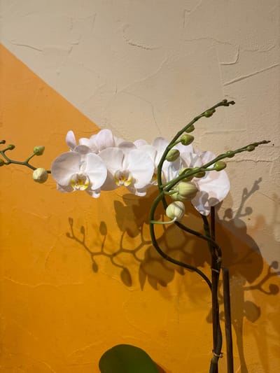 The image shows a close-up of a white orchid plant with multiple blooms and buds. The orchid stem is dark green and extends diagonally from the top right to the bottom left of the frame. Several white orchid flowers are in full bloom, with delicate petals and yellow centers. Numerous green buds are also visible along the stem, indicating the plant is still flowering. The orchid is supported by a thin, dark brown stake.
The background consists of a textured wall with a diagonal color split. The upper left portion of the wall is a light, creamy beige, while the lower right portion is a vibrant orange-yellow. The lighting creates distinct shadows of the orchid's stem and flowers on the wall, suggesting a light source from the right.
The overall scene is serene and decorative, highlighting the beauty of the orchid. There are no people visible in the image. The setting appears to be indoors, possibly a home or a conservatory, given the presence of the decorative wall and the focus on the plant. The time of day is indeterminate, but the shadows suggest artificial or bright natural light. No text is visible in the image. The provided location context of Oława, Poland, is not visually discernible from the image itself.