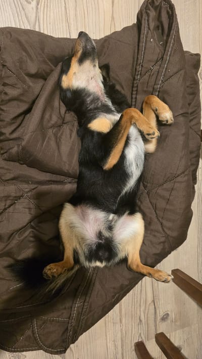 A tri-color dog, predominantly black with tan markings on its legs, face, and hindquarters, and white fur on its chest and belly, lies on its back. Its four paws are curled inward towards its body. The dog's head is tilted upward, revealing a patch of reddish-pink skin on its throat area. It appears to be asleep or deeply resting on a dark brown, quilted fabric blanket or dog bed, which shows visible stitching and some light-colored specks. The blanket rests on a light-colored wooden floor, with floorboards visible around the edges. In the lower right corner, two dark brown wooden furniture elements, possibly chair legs, are partially visible. The immediate environment is an indoor setting. The specific location within the city of Rudnik, Bulgaria, cannot be determined from the visual information provided.