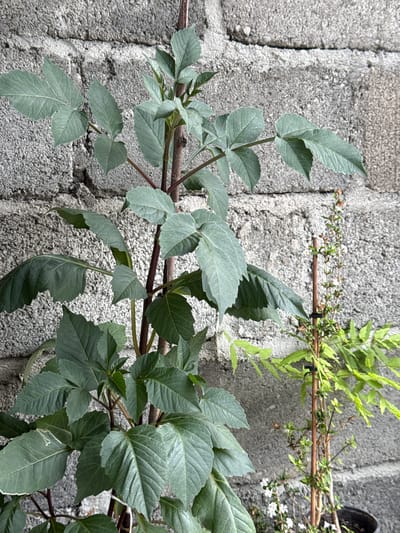 A plant with large, dark green leaves is positioned in front of a textured, gray concrete wall. The plant has multiple stems, some of which are reddish-brown, and appears to be supported by a thin, brown stake. To the right of this plant, a smaller plant with delicate green foliage and tiny white flowers is growing. This smaller plant is also supported by a stake. The scene is outdoors, with the concrete wall forming the background. No people or animals are visible in the image. The lighting suggests it is daytime. The environment appears to be urban, possibly a courtyard or balcony, given the concrete wall and potted plants. The location is in the city of Nogir, Russia.