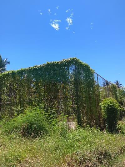 The image captures a bright, sunny day in Teupin Peuraho, Indonesia, with a clear blue sky dotted with sparse white clouds. Dominating the foreground and midground is a tall, lush green hedge or fence densely covered with trailing vines. This vegetation forms a thick curtain, obscuring what lies behind it. In the background, the tops of palm trees are visible, and a chain-link fence can be seen running horizontally behind the dense foliage. The ground in the immediate foreground is covered with tall, wild green grass and some smaller, bushy plants. The scene appears to be an outdoor area, possibly along a roadside or a property boundary, characterized by abundant tropical vegetation.