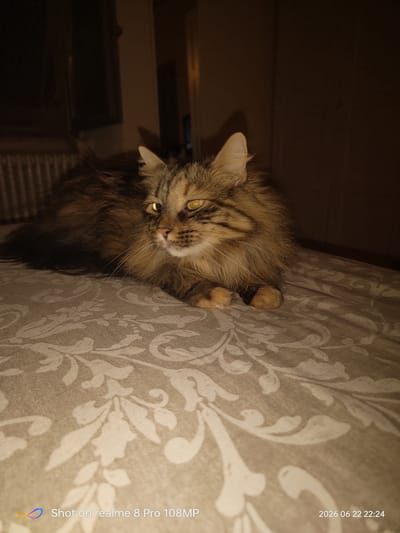 A long-haired tabby cat with bright yellow eyes lies on a patterned duvet cover in a dimly lit room. The cat is positioned in the center of the frame, facing to the right with its body mostly obscured by its fur. Its paws are tucked neatly beneath it. The duvet cover features a subtle, light-colored floral or damask pattern against a darker background. In the background, a radiator is visible on the left, and a dark wall or furniture piece is on the right. The lighting suggests it is nighttime or a very dark indoor space. The time of day is indicated by the text overlay in the bottom right corner: "2026 06 22 22:24". The bottom left corner displays the text "Shot on realme 8 Pro 108MP" with a small, colorful logo. The overall mood is quiet and still, focusing on the domestic setting and the feline subject.