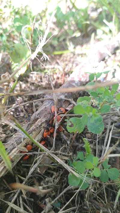 A group of several red and black insects, identified as European firebugs (Pyrrhocoris apterus), are clustered on a piece of dead wood amidst dry grass and green foliage. The insects are predominantly red with black markings. The scene appears to be an outdoor environment, likely a natural or semi-natural area. No specific location within Vyshny Volochyok, Russia, can be determined from the image alone. The lighting suggests it is daytime.