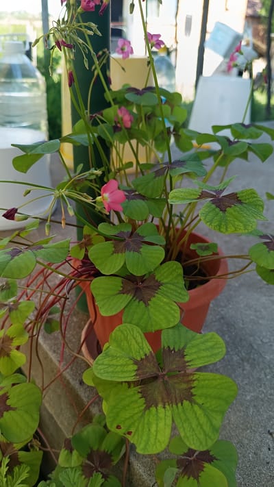 A close-up, vertical shot captures a potted shamrock plant with vibrant green, heart-shaped leaves, some featuring dark maroon markings. A few delicate pink flowers bloom among the foliage. The pot, a terracotta color, sits on a concrete surface. In the blurred background, large clear plastic bottles and building structures are visible, suggesting an outdoor setting. This image was taken in Stefan Karadzhovo, Bulgaria.