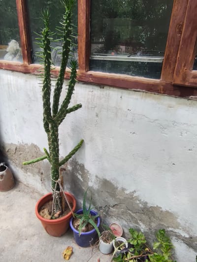 A tall, branching cactus stands in a terra cotta pot on a concrete surface in front of a textured white wall. The cactus has multiple spiny, green stems extending upwards and outwards. To the right of the cactus, an aloe vera plant is in a blue pot, and further to the right, several small succulents are planted in various small pots. The scene appears to be outdoors, with a wooden-framed window visible in the background, reflecting trees and a cloudy sky. The setting suggests a residential area in Panjakent, Tajikistan, possibly a courtyard or patio. The overall impression is of a collection of potted plants against a weathered wall.