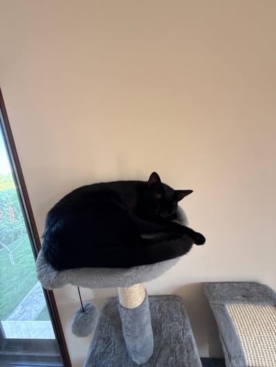 A black cat is sleeping curled up on a plush grey perch of a cat tree. The cat tree is located near a window with a view of greenery outside. The wall behind the cat tree is a light, neutral color. The image is taken from a slightly low angle, looking up at the cat.