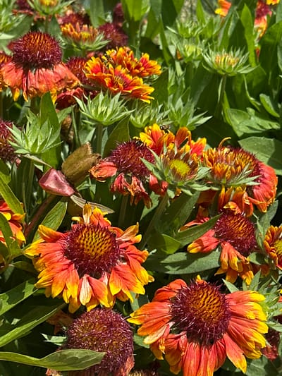 A close-up, eye-level, outdoor shot captures a cluster of Gaillardia flowers, commonly known as Blanket Flowers. The flowers exhibit a vibrant palette of colors, ranging from deep crimson at their centers to bright orange and yellow on their outer petals. Several flowers are in full bloom, with their petals unfurling, while others appear to be in various stages of development, with some buds still closed. The surrounding foliage is a lush green, creating a dense backdrop for the brightly colored blooms. Sunlight casts shadows on the leaves and flowers, indicating a bright, sunny day. There is no discernible urban infrastructure or signage to indicate a specific location within the city of Izobilnyy, Russia.