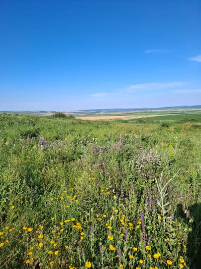 The image depicts a vibrant, sun-drenched meadow teeming with wild flowers, set against a backdrop of rolling hills and a clear blue sky. The foreground is dominated by a profusion of green grass, interspersed with clusters of small yellow flowers and taller stalks of purple flowers, creating a textured and colorful carpet. In the middle ground, the meadow continues, giving way to more distant fields of varying green and brown hues. A solitary tree stands on a gentle rise in the mid-distance. The horizon is marked by a series of undulating hills, and beyond that, a faint line of buildings suggests a distant settlement or town. The sky is a vast expanse of bright, unbroken blue, with only a few wispy clouds visible. The overall impression is one of serene natural beauty and rural tranquility, capturing a moment in a pastoral landscape under a bright, clear sky. The specific location in the city of Krasnaya Skala, Russia, is not evident from the visual information provided in the image.