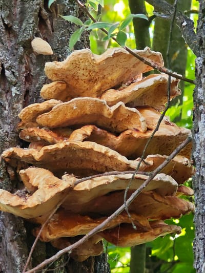 A cluster of large, shelf-like mushrooms, light brown to tan in color, grows on the bark of a tree. The mushrooms are layered and appear to be a type of polypore. Several thin, brown twigs are interspersed among the fungal growths. The tree bark is rough and textured, with patches of gray lichen. In the background, out-of-focus green leaves and branches suggest a forest or wooded environment. There is no visible indication of the city of Ковригино, Russia, in the image.