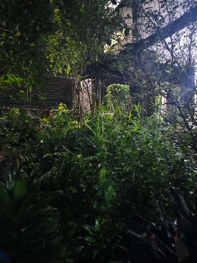 The image displays a densely vegetated outdoor scene in the city of Tarqumiyah, Palestinian Territory, illuminated by dim artificial light, indicative of night or dusk conditions. The foreground and midground are dominated by various dark green foliage, including shrubs, broad-leafed plants, and slender tree stems. Small red flowers are discernible among the greenery on the left side of the midground. In the background, partially obscured by the vegetation, a light-colored building with visible architectural beams and an overhang is present. To the left of the building, a structure featuring horizontal corrugated panels is visible. A vertical light-colored post and sections of a metal gate or fence are discernible within the midground, indicating a structural boundary. No individuals, animals, or specific actions are depicted in the scene.