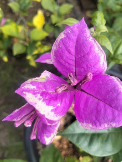 A close-up, overhead shot shows two vibrant magenta bougainvillea flowers with white variegation on their petals. The flowers are in the foreground, with their detailed textures and vein patterns visible. In the background, out-of-focus green and yellow leaves suggest a garden setting. The overall lighting is natural and bright. The image does not depict any people, actions, or interactions. The location in Cotseurani, Indonesia, is inferred from the provided context and is not visually evident in the photograph itself.