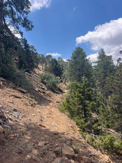The image depicts a rocky, dirt hiking trail winding uphill through a dense forest of pine trees and scrubby bushes. The trail is composed of reddish-brown dirt and scattered rocks of various sizes. The surrounding vegetation is predominantly evergreen, with tall pine trees and smaller, bushy plants clinging to the steep, rocky slopes. The sky above is a vibrant blue with scattered white clouds. The lighting suggests it is a sunny day. The scene is characteristic of the mountainous terrain found in and around the village of Prodromos, Cyprus, a popular destination for hiking and outdoor activities due to its elevation and natural beauty. There are no people or animals visible in the image.