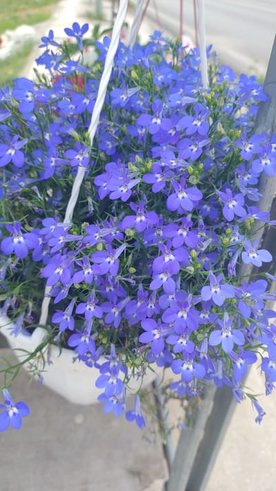 In Νέα Κερασιά, Greece, a close-up shot captures a hanging pot filled with a dense cluster of vibrant blue lobelia flowers. The flowers, characterized by their delicate, five-petaled blooms with white centers, cascade downwards, creating a lush visual effect. Green stems and small, unopened buds are interspersed throughout the floral arrangement. The pot itself is white and appears to be made of plastic. Two white, twisted ropes are visible, supporting the hanging planter. The background is softly blurred, suggesting an outdoor setting with hints of a pathway or ground and some greenery. The image is taken from a slightly elevated angle, looking down into the pot.
