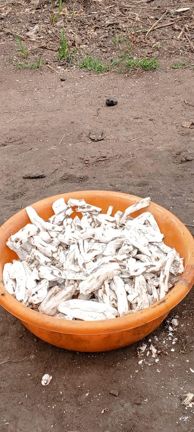 An orange plastic basin, approximately 60-70cm in diameter, rests on dark brown, compacted earth in Kakungu, Democratic Republic of the Congo. The basin is filled with numerous pieces of off-white, irregular, dried organic material, consistent with processed cassava roots, varying in length from 5-15cm. Small fragments of similar material are scattered on the ground immediately adjacent to the basin's lower right edge. The ground consists of fine granular particles, small pebbles, and sparse patches of light green grass, particularly in the upper half of the frame. Dried leaves and small organic debris are visible within the grassy areas. A dark, irregular object, possibly a stone or scat, is present on the ground in the upper center. No human figures or direct human activity are observed.