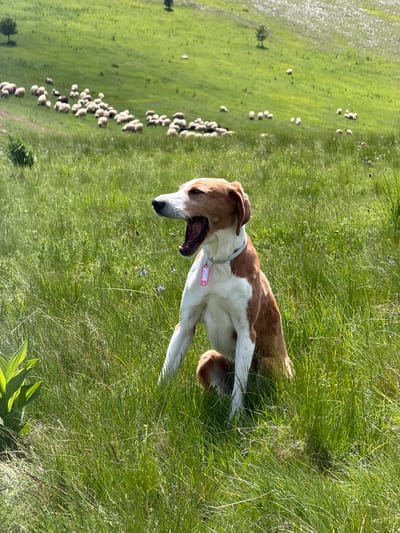 In Javorje, Montenegro, a brown and white dog is centrally positioned, seated in tall, verdant grass under bright sunlight. The dog exhibits a white chest, belly, and legs, complemented by reddish-brown fur on its back, head, and ears. Its mouth is wide open, displaying its tongue and consistent with either a yawn or a vocalization. A light-colored collar, from which a pink, rectangular identification tag hangs, is visible around its neck. In the background, an extensive flock of white sheep is scattered across an undulating green hillside. A concentrated group of sheep occupies the lower left slope, while other individuals and smaller groups are spread across the higher terrain. Two solitary trees are visible on the distant parts of the hill. The foreground consists of dense green grass, with sparse purple wildflowers and a broad-leafed plant on the far left. Two small, faint flying insects are discernible near the dog's snout.