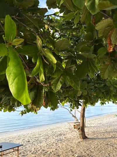 A low-angle, full outdoor shot features a tree with large green leaves in the foreground. The leaves, some of which appear dry and brown, partially obscure the view of a sandy beach and the ocean beyond. The beach is sparsely populated, with a few chairs and tables visible. In the middle ground, a small tree with a thin trunk stands on the sand. The ocean is calm and blue, with a few white boats visible in the distance. The sky is a pale blue. The scene appears to be set in a tropical location, likely the Maldives, given the sandy beach and clear blue water.